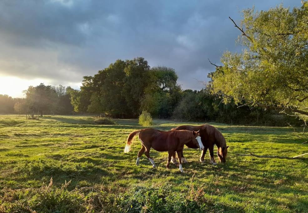 Gite En Bord De Loire Blaison-Saint-Sulpice 外观 照片