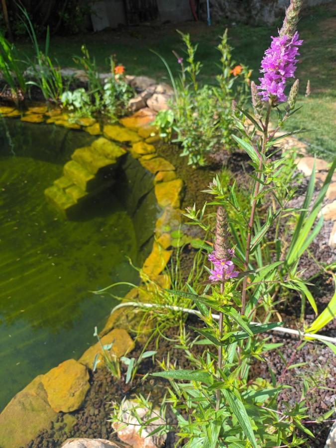 Gite En Bord De Loire Blaison-Saint-Sulpice 外观 照片